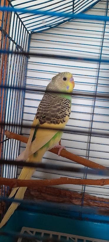 Птицы: Məhsul: Tutu guşu .Iki aylıq ərkəklər.İri ev gusları. Попугаи 2 самца — 2