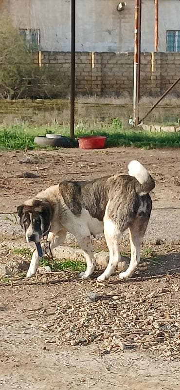 it zəncir: Qurdbasar, 4 il, Dişi — 4