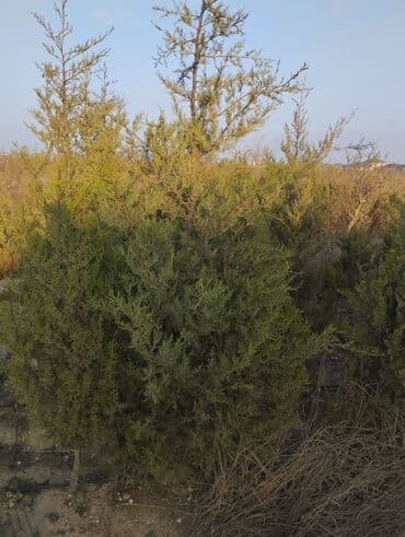 Bıçaqlar: Şam ağacı fidanları - Növ: Şam (iynəyarpaq, həmişəyaşıl) - Təyinat — 15