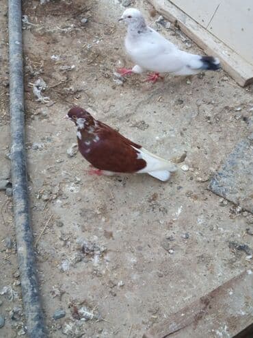 arpa bugda: Məhsul: Qırmızı çilçil ağ quyruq satılır Erkeydi sağlam quşdu tecılı — 3