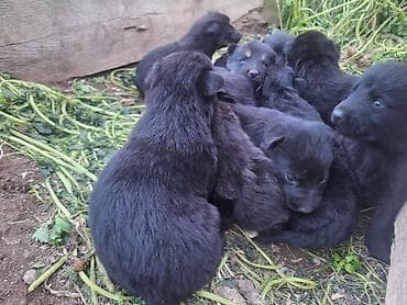 Alman çoban iti, 1 ay, Erkek