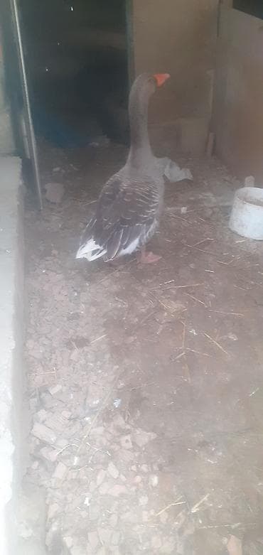 kend colpası: Qaz – boz rəngli, super akdiv erkəydi dişi qazla dəyişirəm — 1