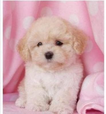 qusarda inek satilir: Bişon Frize — 1