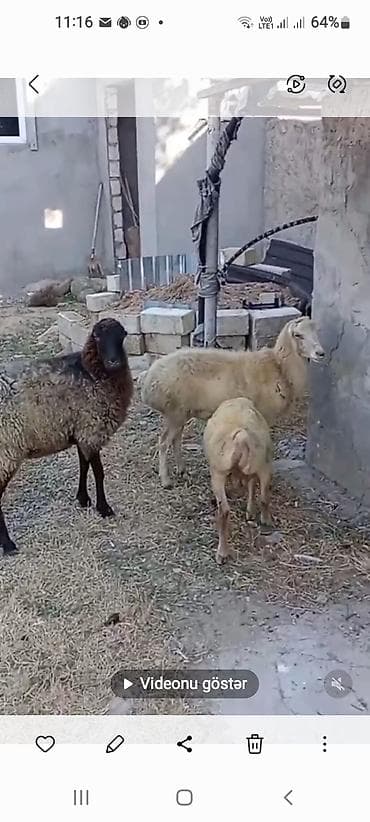 it şəkilləri: Erkək, il: 1, Ətlik, Ünvandan götürmə — 4