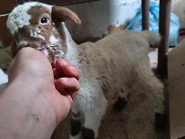 Keçilər, çəpişlər: 1heftelik ekizdi 1in satram balasının anasının südü azdır — 2