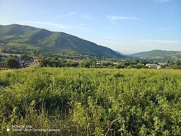 25 sot, Tikinti, Mülkiyyətçi, Kupça (Çıxarış)