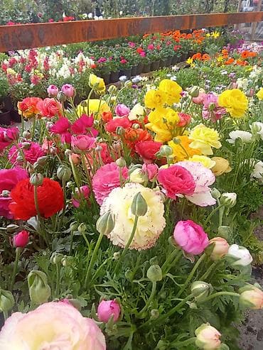 Rəngarəng ranunkulus (Buttercup) çiçəkləri – dekorativ dibçək və ya