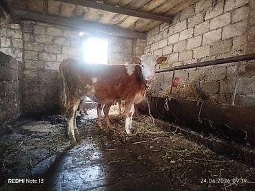 etlik inek cinsleri: Dana, buzov, Dişi, Simental, ay: 6, Damazlıq — 1