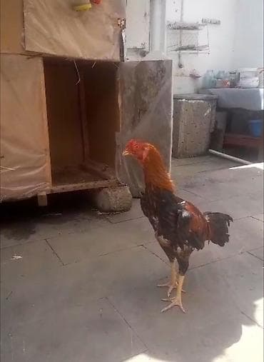 Salam yapon cinsi olan heyratı becə satıram 9 aylıqdır hündür ağır