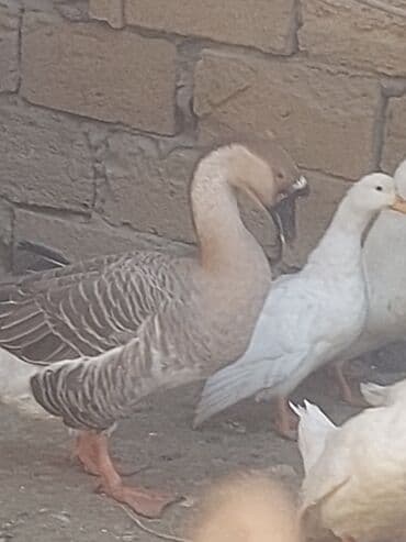 хаски цена в баку: Курица, Для мяса, Самовывоз — 15