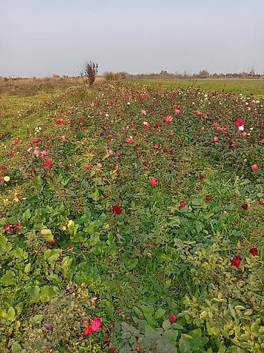 Şitillər: Məhsul: Peyzaj üçün iynəyarpaq və gül kolları - Thuja “Aurea Nana” — 5