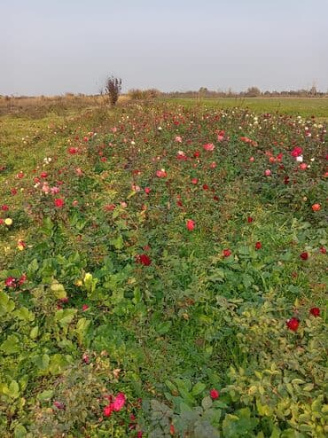 Букетные цветы: Gül kolları – müxtəlif rəng və sortlar - Qırmızı, sarı-çəhrayı uclu — 4