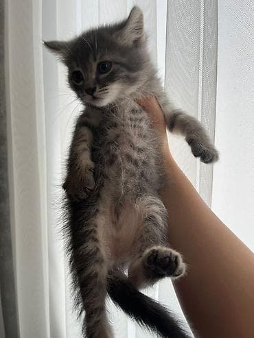 Böyük qulaqcıqlı, yumşaq tük örtüklü böyük gözlü balaca — 4