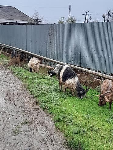 dişi keci: Salam yerli keci 2 qarindan 4 qarina kimi var 20 ana 20 bala onun14 — 4