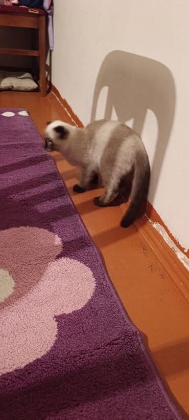 şirin pişiklər: Siam — 4