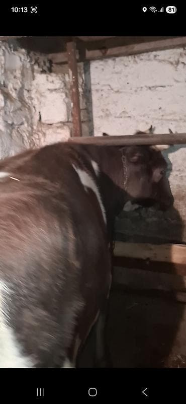 cuceye verilen adlar: Dişi, Holsteyn, Simental, il: 3, 500 kq, Damazlıq, Südlük, Ödənişli çatdırılma — 1