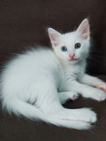 wotland pişiyi: Van — 4