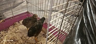 ev quş: 1 cüt çin bildirçini barter olunur 4 dənə valnist ilə cütü 35 m — 6