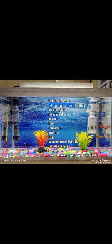 15 litrlik akvarium dəsti – tam komplekt - 3 ədəd qızıl balıq - Arxa