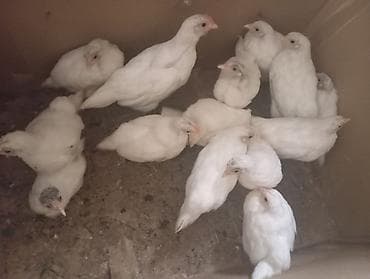 Toyuq cücələri, Damazlıq, Ünvandan götürmə