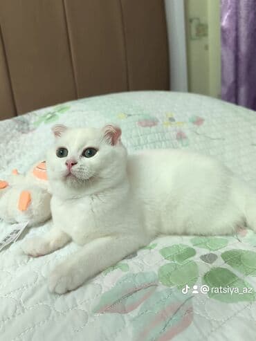 scottish pişik: Şotland yastı qulaq, Dişi — 1