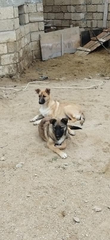 it evlerinin satisi: Alabay ve malinos qarşiqi — 4