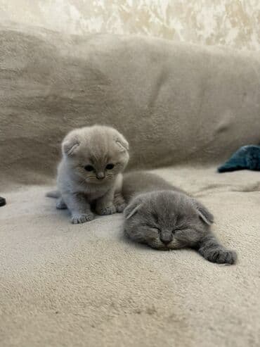 вислоухие коты серые: Шотладская вислоухая — 1