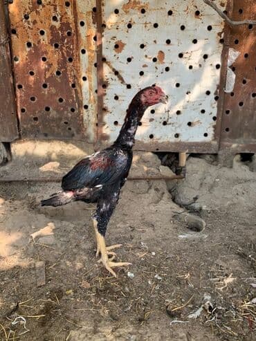 heyratı barter: Xoruz, Heyratı, il: <1 — 1