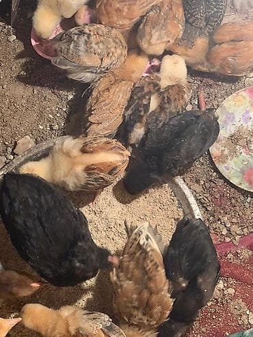 toyuq evi: Toyuq cücələri, Damazlıq, Ünvandan götürmə — 2