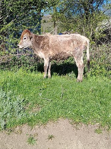 Salam bu sekilde gorduynuz dana yaxsı madyan at olsa deyserem amma at