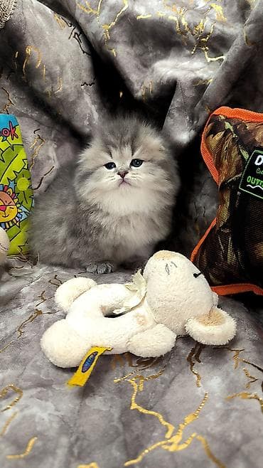 pişim: Britan, Yaxşı əllərə — 3