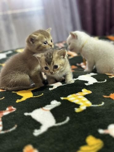 arılar: Şinşilla, Dişi — 4