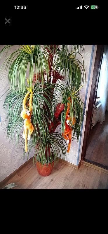 Digər ev dekoru: Palma 30 manat — 1