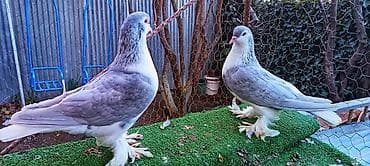 qus yuvası: Delfin Goyercin, hazir bala veren saglam cutdu, Yasamaldadi Təsvir: - — 3