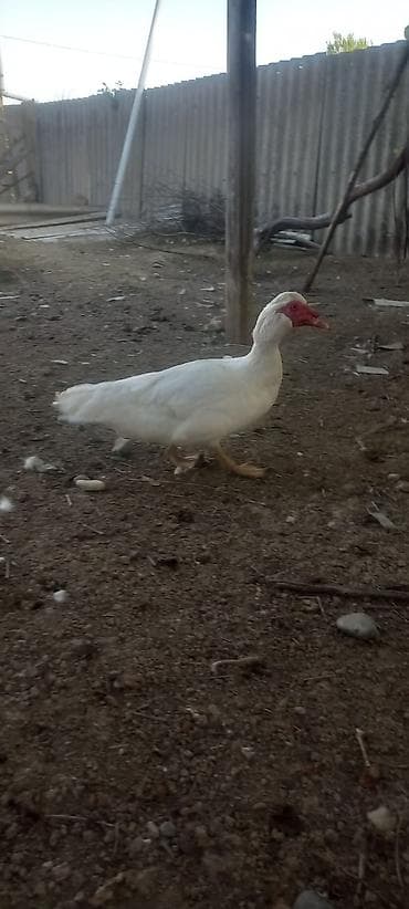 kend çolpası: Erkək, | Lal ördək, Damazlıq — 2