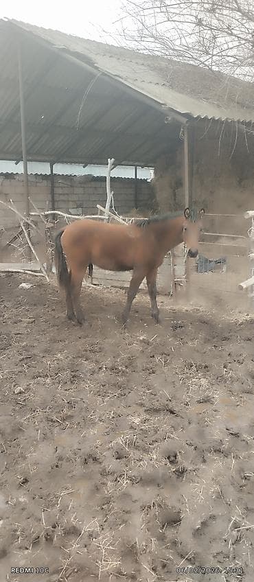 pulsuz heyvan: Erkək, il: 1, Ünvandan götürmə — 2