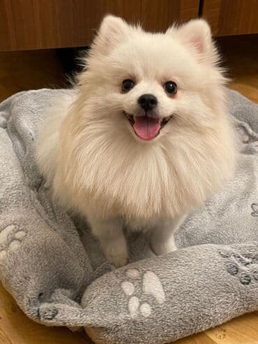 Şpitz, 10 ay, Erkek, Sənədli, Ödənişli çatdırılma