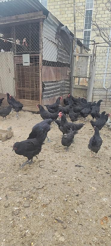 çin aslani: Toyuq, Damazlıq — 1