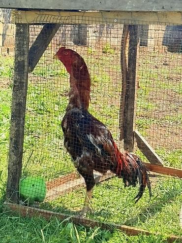 ev quşları haqqında melumat: Aseel (Asil) cinsli xoruz - Uzun, qalın boyunlu, güclü skelet — 4