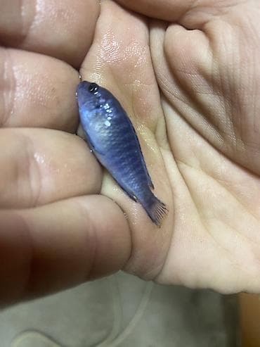 Cixlid balığı, Yırtıcı lalafo.az -da Cixlid balığı, Yırtıcı