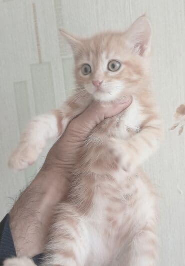 pişik əşyaları: Tabbi, Dişi — 2