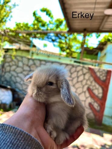 dovwan: Salam🖐🏻. Müxtelif karlik reng seçimleri ve sortları var 🎁 ad — 7