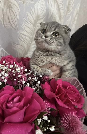 pers pisiyi: Şotland, Dişi — 2