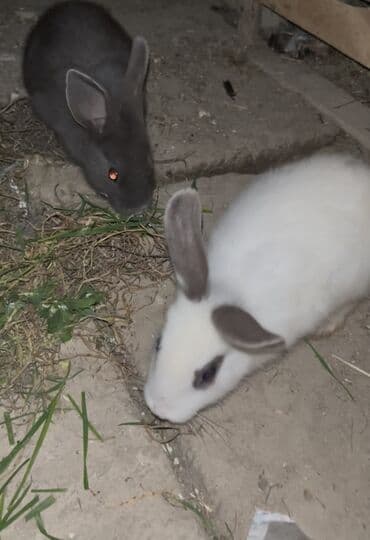 K/t heyvanları üçün mallar: Satılır: 2 ədəd ev dovşanı - Rənglər: biri tam tünd boz, digəri ağ — 1