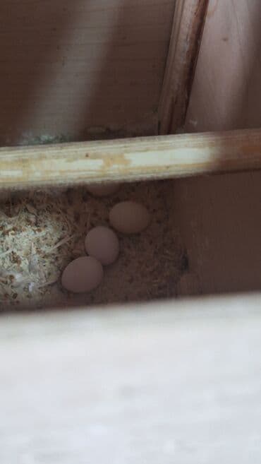 hazır hicablar: Hazır bala veren quşlar dı altında yumurta var hemide yeke yeke — 3