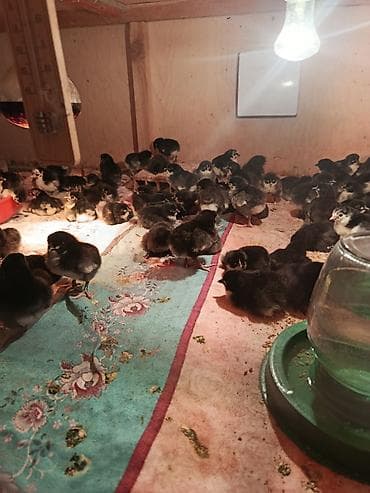 Toyuq cücələri, Damazlıq