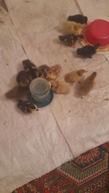 Птицы: 12 dene bala ördek 4 günlük balalar macar lavanda krasnadar zümrüdü — 1