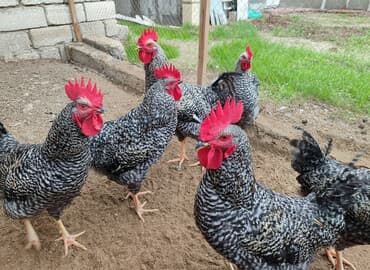 ordek nece gune bala cixarir: Məhsul: Xarkov xoruzlari.6 aylig — 2