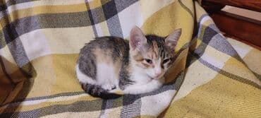 pulsuz verilir: 2ayliq balaca pişik balası.qurd dərmanı verilib.tualet tərbiyəsi — 1