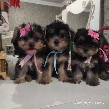 itler bala: Yorkşir teryer — 1